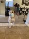 Mixed Puppies for sale in Riverview, FL, USA. price: $200