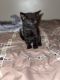 Mixed Cats for sale in Hillsborough, NC 27278, USA. price: NA