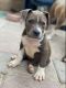 Mixed Puppies for sale in Las Vegas, NV, USA. price: $1,200