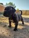 Mixed Puppies for sale in Albuquerque, NM 87105, USA. price: $500