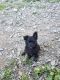 Mixed Puppies for sale in Sugar Grove, PA 16350, USA. price: NA