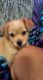 Mixed Puppies for sale in Shrewsbury, MA 01545, USA. price: $7,744,210,000