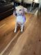 Mixed Puppies for sale in Chicago, IL, USA. price: NA