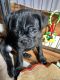 Mixed Puppies for sale in Oxford, WI 53952, USA. price: NA