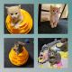 Mixed Cats for sale in Walkerton, IN 46574, USA. price: NA