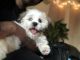 Mixed Puppies for sale in Schenectady, NY 12308, USA. price: $1,000