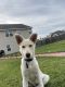 Mixed Puppies for sale in Ludowici, GA 31316, USA. price: NA