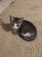 Mixed Cats for sale in Stephenville, TX 76401, USA. price: NA