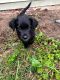 Mixed Puppies for sale in Ludington, MI 49431, USA. price: NA
