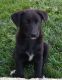 Mixed Puppies for sale in West Alexandria, OH 45381, USA. price: NA