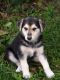 Mixed Puppies for sale in West Alexandria, OH 45381, USA. price: NA