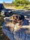 Mixed Puppies for sale in Montrose, CO, USA. price: NA
