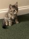 Mixed Cats for sale in Quincy, MA, USA. price: $350