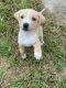 Mixed Puppies for sale in Conroe, TX, USA. price: $100