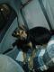Mixed Puppies for sale in Scranton, PA, USA. price: NA