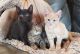 Mixed Cats for sale in Horseshoe Bend, ID 83629, USA. price: NA