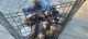 Mixed Puppies for sale in North Kingstown, RI, USA. price: NA