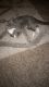 Mixed Cats for sale in Wichita, KS, USA. price: $250