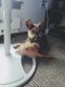 Mixed Puppies for sale in Auburn, WA 98002, USA. price: $300