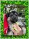 Mixed Puppies for sale in Columbus, OH 43228, USA. price: NA