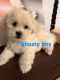 Mixed Puppies for sale in Fishers, IN, USA. price: NA
