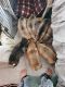 Mixed Puppies for sale in Cedar Rapids, IA, USA. price: NA
