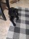 Mixed Puppies for sale in Belle Vernon, PA 15012, USA. price: NA