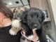 Mixed Puppies for sale in Seattle, WA, USA. price: $850