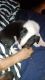 Mixed Puppies for sale in South New Berlin, NY 13843, USA. price: NA