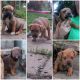 Mixed Puppies for sale in Kittanning, PA 16201, USA. price: $575