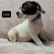 Mixed Puppies for sale in Athens, OH 45701, USA. price: NA