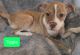 Mixed Puppies for sale in Athens, OH 45701, USA. price: NA