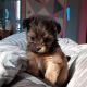 Mixed Puppies for sale in Lake, MI 48632, USA. price: NA