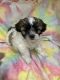 Mixed Puppies for sale in Carroll, IA 51401, USA. price: NA