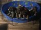Mixed Puppies for sale in Taft, CA, USA. price: $2,200