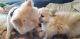 Mixed Puppies for sale in 4461 Christopherson Dr, West Valley City, UT 84120, USA. price: $800