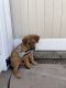 Mixed Puppies for sale in San Diego, CA, USA. price: NA