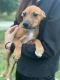 Mixed Puppies for sale in Salem, NJ 08079, USA. price: NA