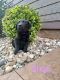 Mixed Puppies for sale in Auburn, KY 42206, USA. price: NA