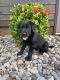 Mixed Puppies for sale in Auburn, KY 42206, USA. price: NA