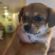 Mixed Puppies for sale in Tucson, AZ, USA. price: $40