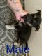 Mixed Puppies for sale in Saratoga Springs, UT 84045, USA. price: NA