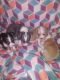 Mixed Puppies for sale in Fleetwood, NC 28626, USA. price: $350