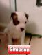 Mixed Puppies for sale in Pascagoula, MS 39567, USA. price: NA