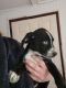 Mixed Puppies for sale in Huntsville, AR 72740, USA. price: NA