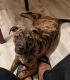 Mixed Puppies for sale in Lansing, IL 60438, USA. price: NA