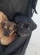 Mixed Puppies for sale in 60 W Stone Loop, Tucson, AZ 85704, USA. price: $90