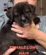 Mixed Puppies for sale in Spring Lake Park, MN 55432, USA. price: NA
