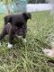 Mixed Puppies for sale in Lehigh Acres, FL, USA. price: $450