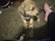 Mixed Puppies for sale in Clarksville, TN, USA. price: NA